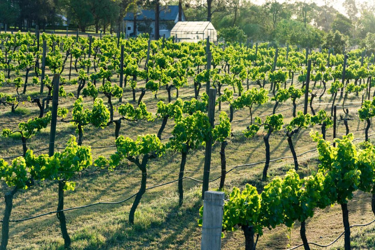 Thistle Hill Guesthouse - Walk To Many Wineries And Restaurants โพโคลบิน ภายนอก รูปภาพ