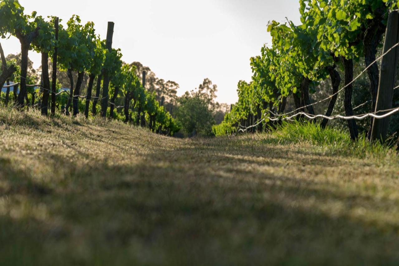 Thistle Hill Guesthouse - Walk To Many Wineries And Restaurants โพโคลบิน ภายนอก รูปภาพ